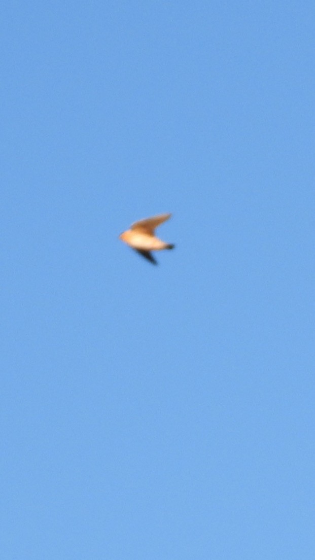 Mağara Kırlangıcı - ML644677460