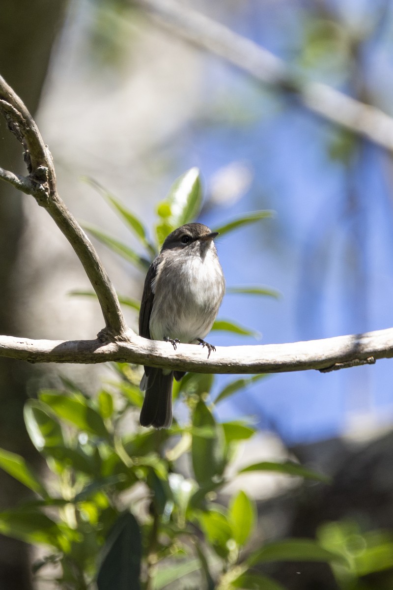 African Dusky Flycatcher - ML644677461