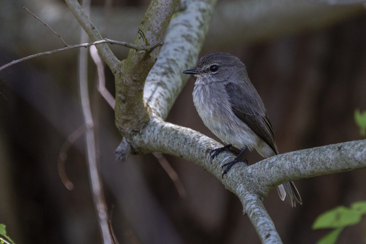 African Dusky Flycatcher - ML644677462