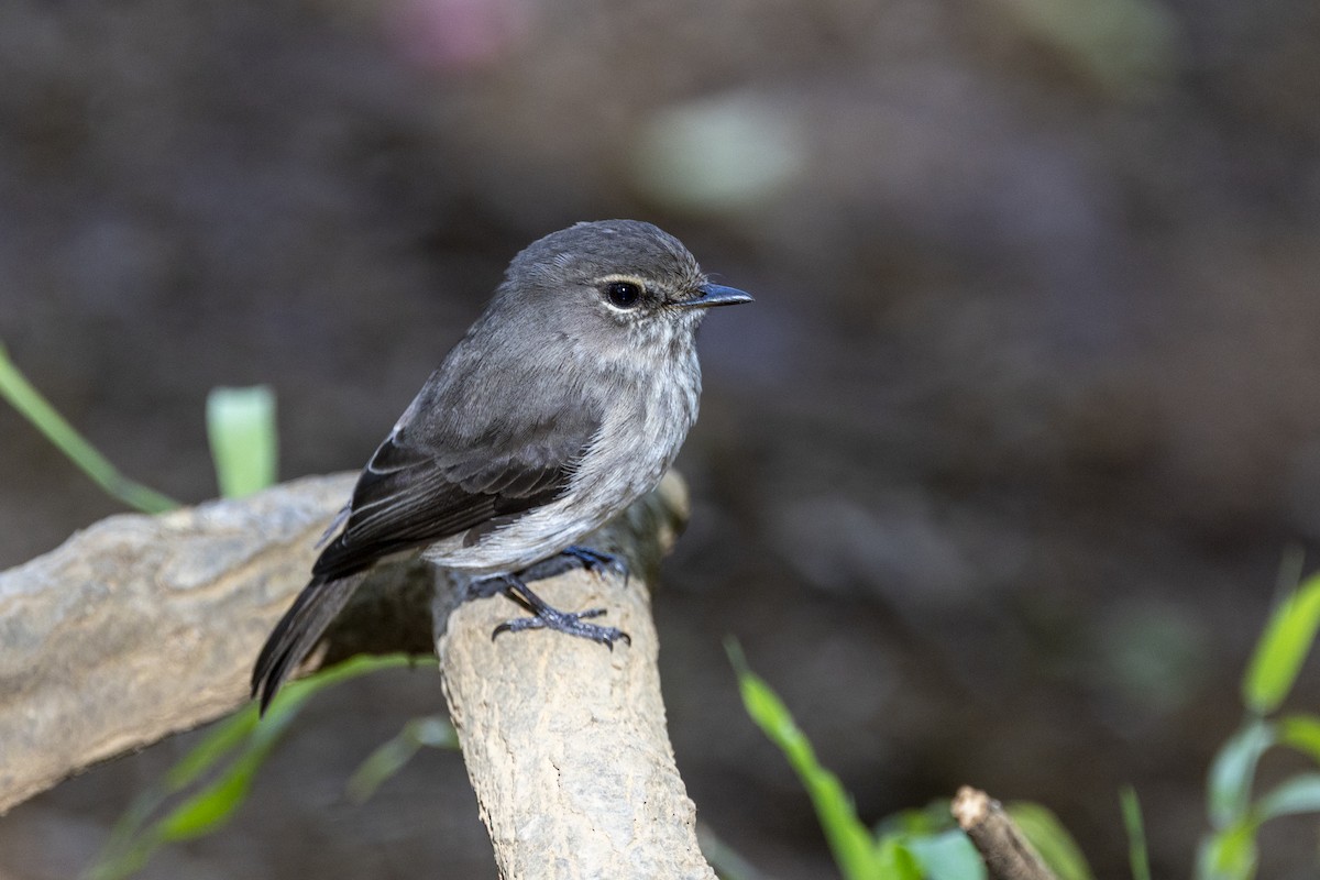 African Dusky Flycatcher - ML644677463