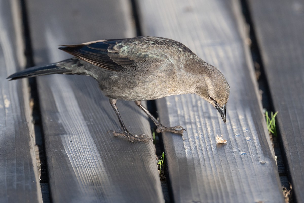 Brewer Karatavuğu - ML644677471