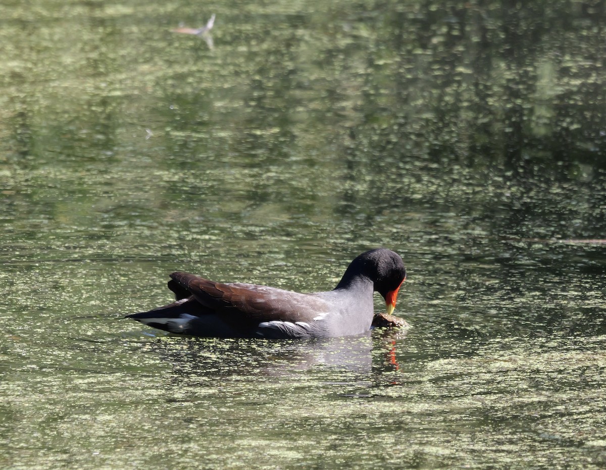 Common Gallinule - ML644677472