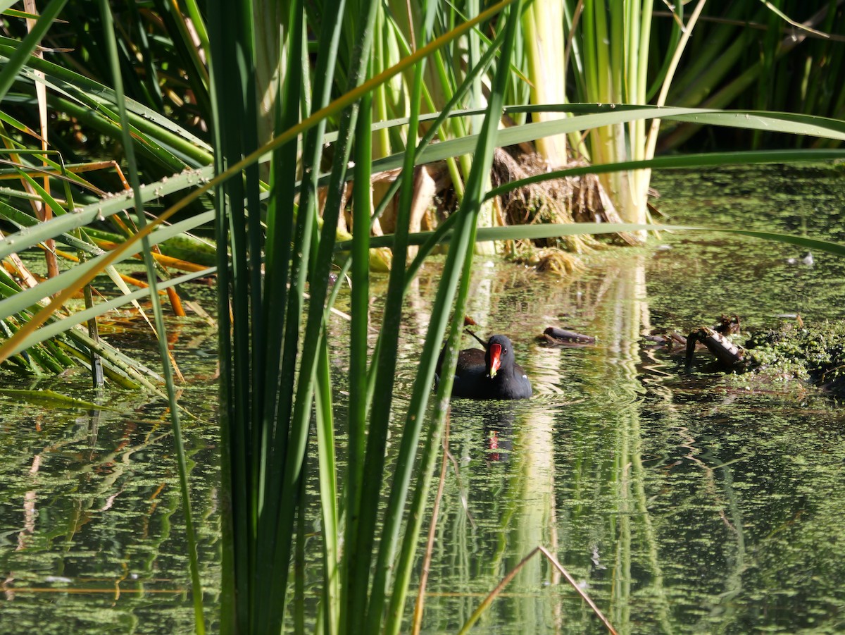 סופית אמריקנית - ML644677473