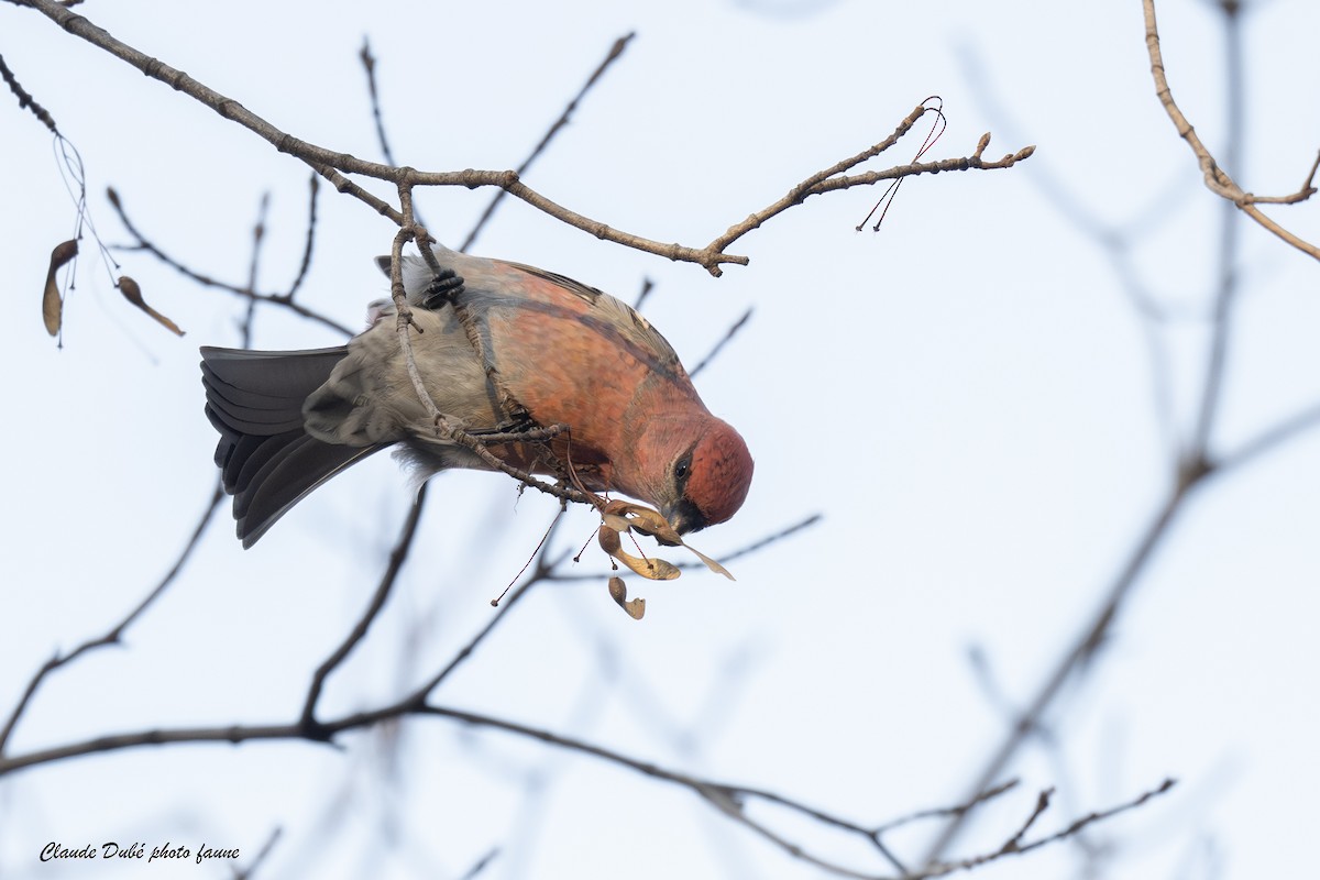 Pine Grosbeak - ML644677475
