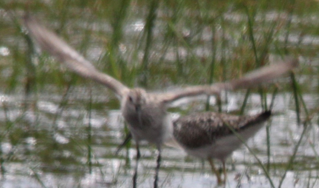 Dunlin - ML644677489