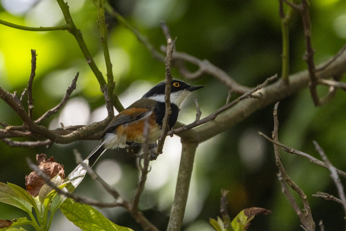 Kapschnäpper (capensis) - ML644677497