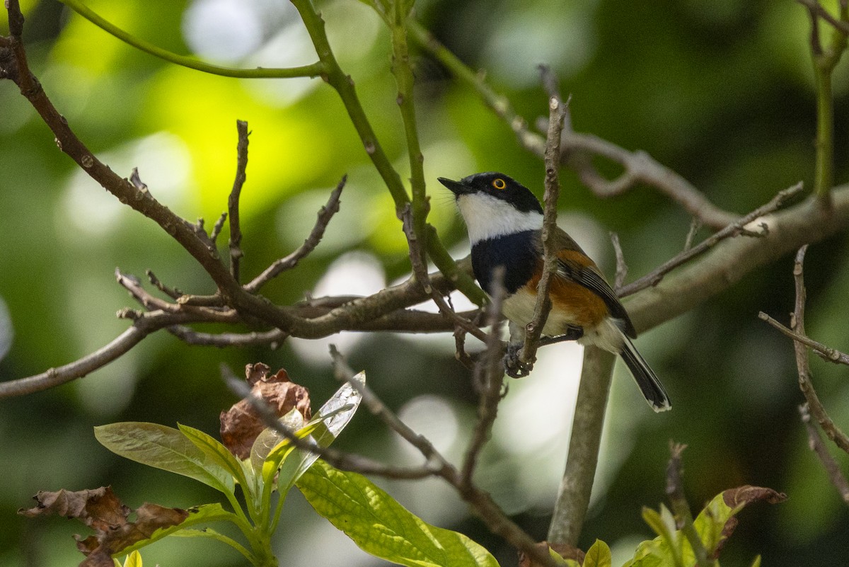 Kapschnäpper (capensis) - ML644677498