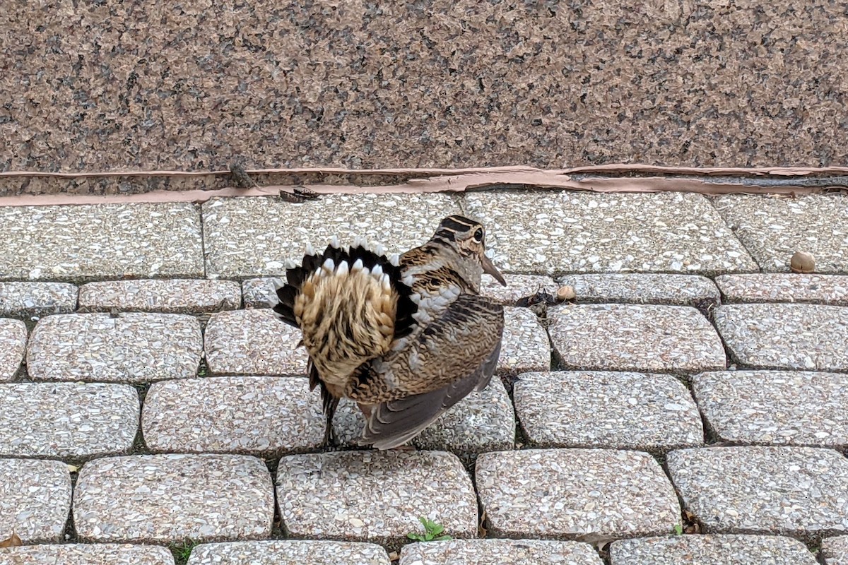 American Woodcock - ML644677500