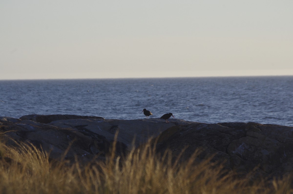 ústřičník australský - ML644677502