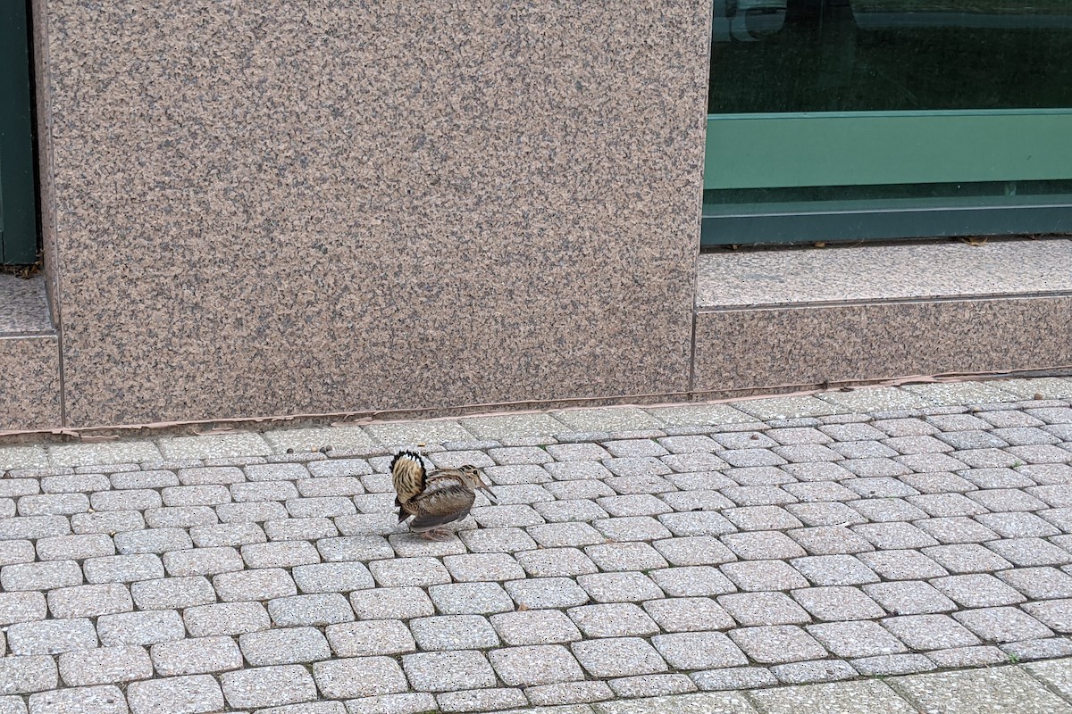 American Woodcock - ML644677504