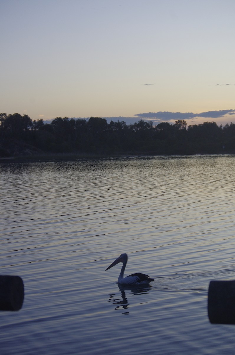 Australian Pelican - ML644677509