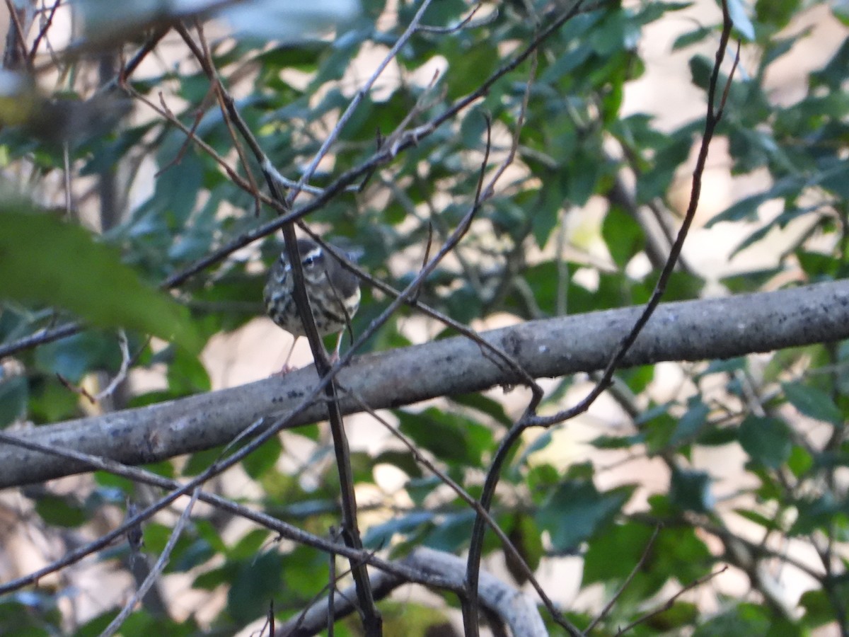 Louisiana Waterthrush - ML644677511