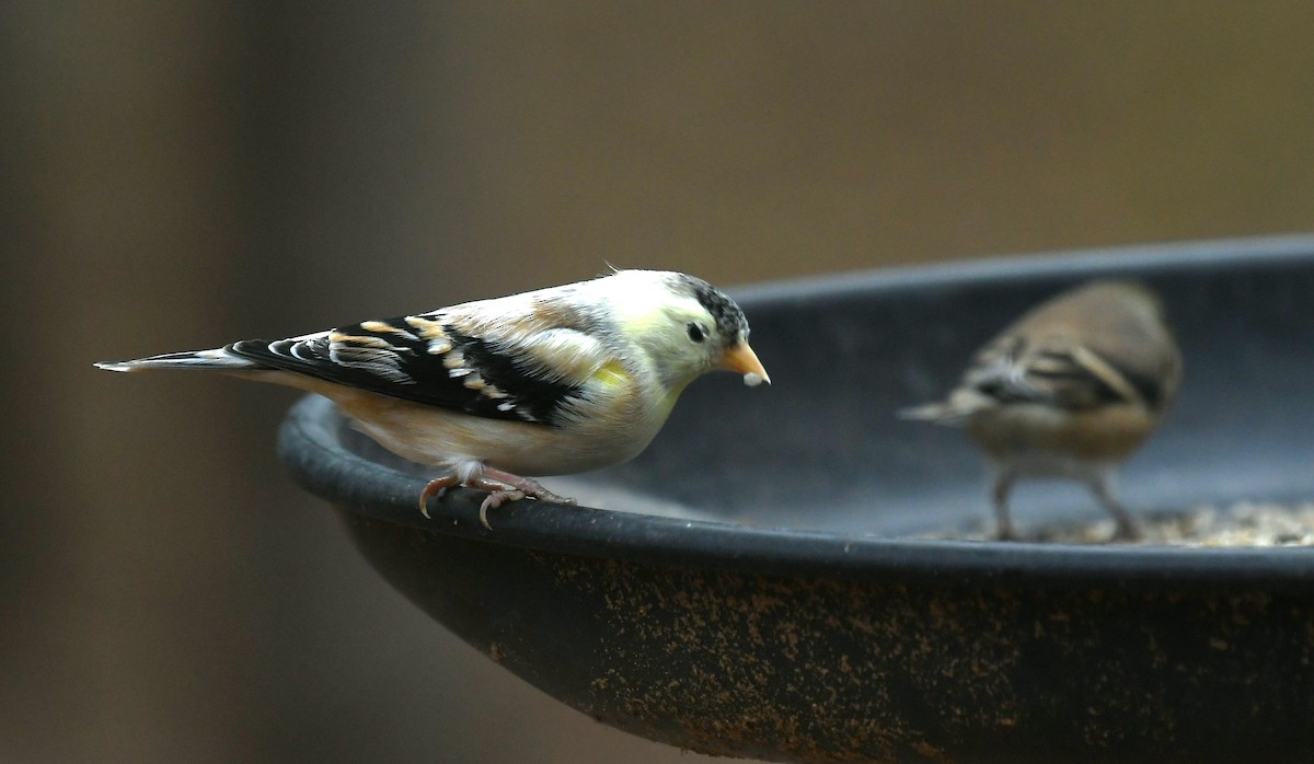 American Goldfinch - ML644677520