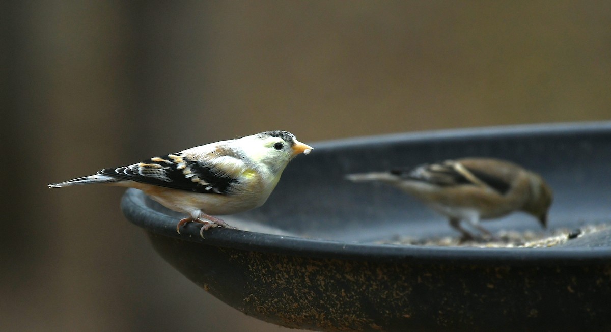 American Goldfinch - ML644677522