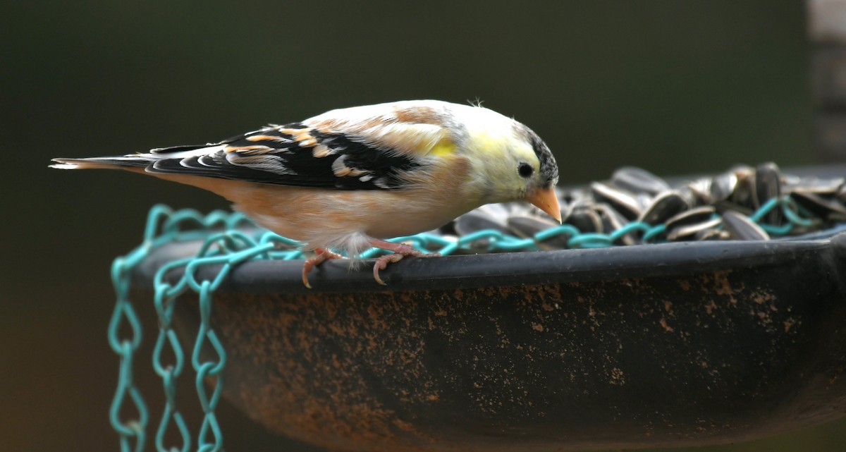 American Goldfinch - ML644677523