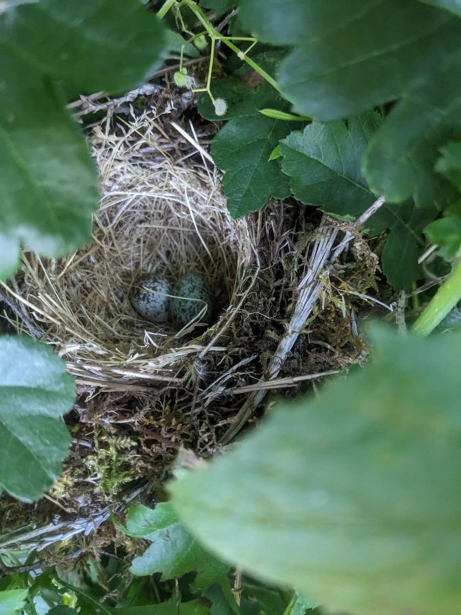 Bruant à couronne blanche - ML644677526