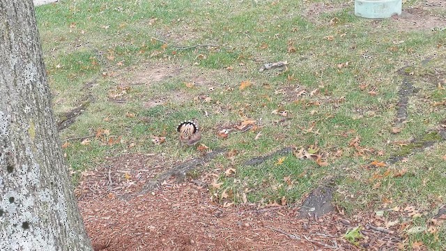 American Woodcock - ML644677527