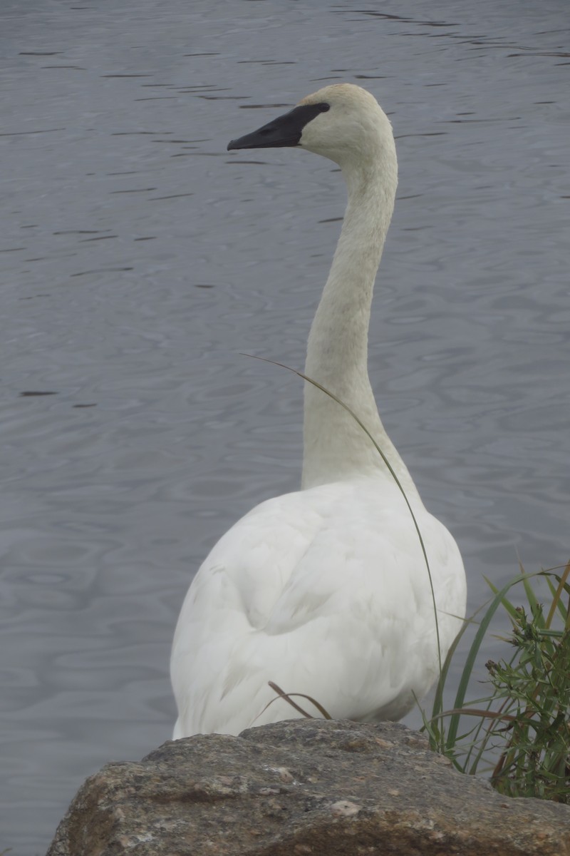 ברבור אמריקני - ML644677528