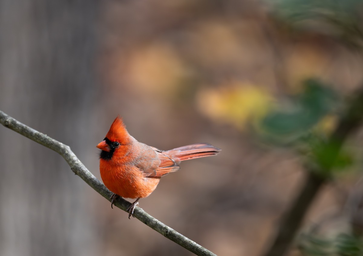 קרדינל צפוני - ML644677530
