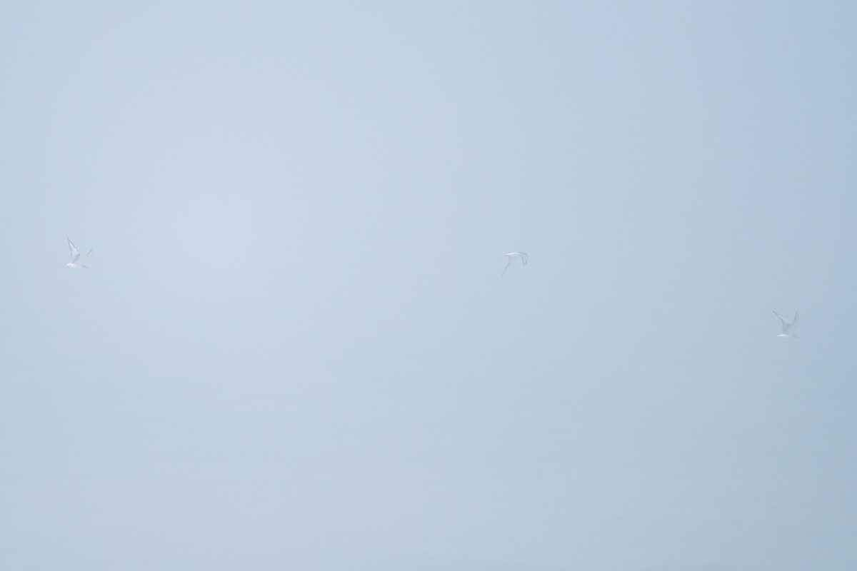 שחף אמריקני - ML644677532