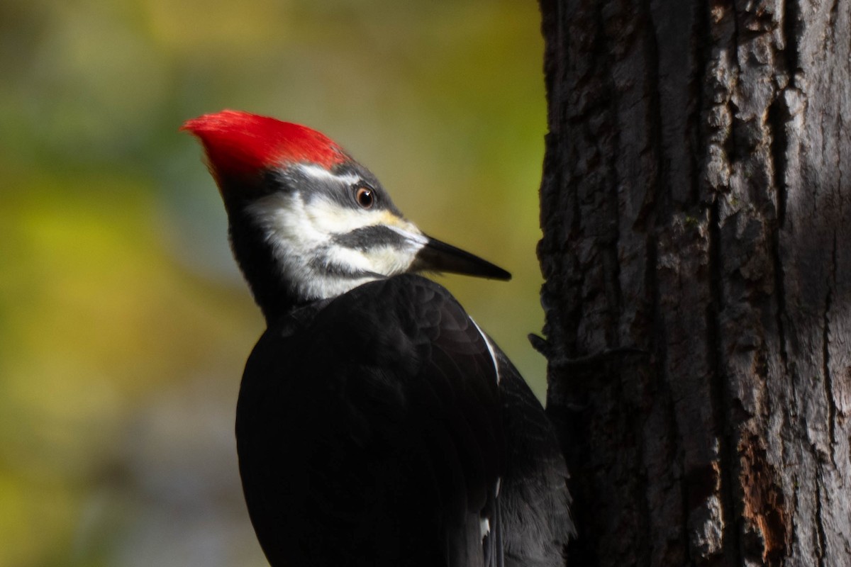 Pileated Woodpecker - ML644677533