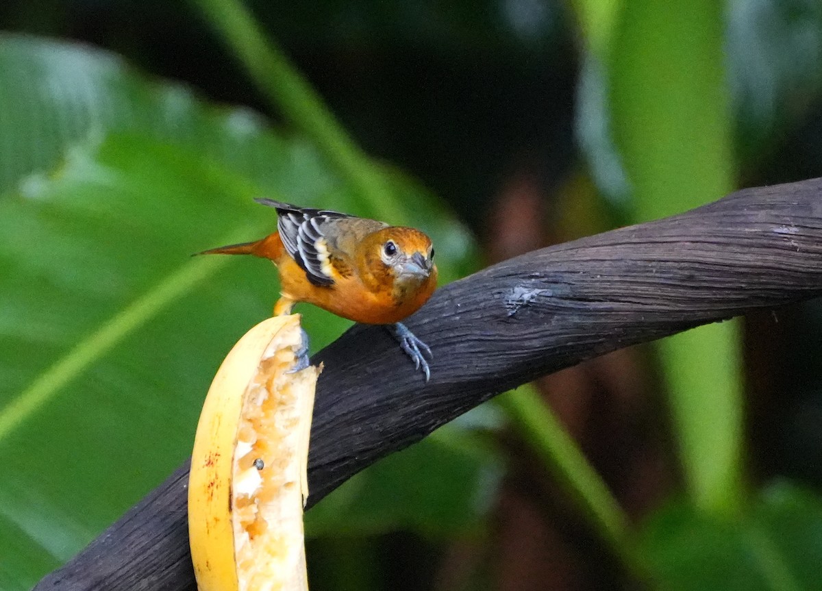 פזאי צפוני - ML644677534