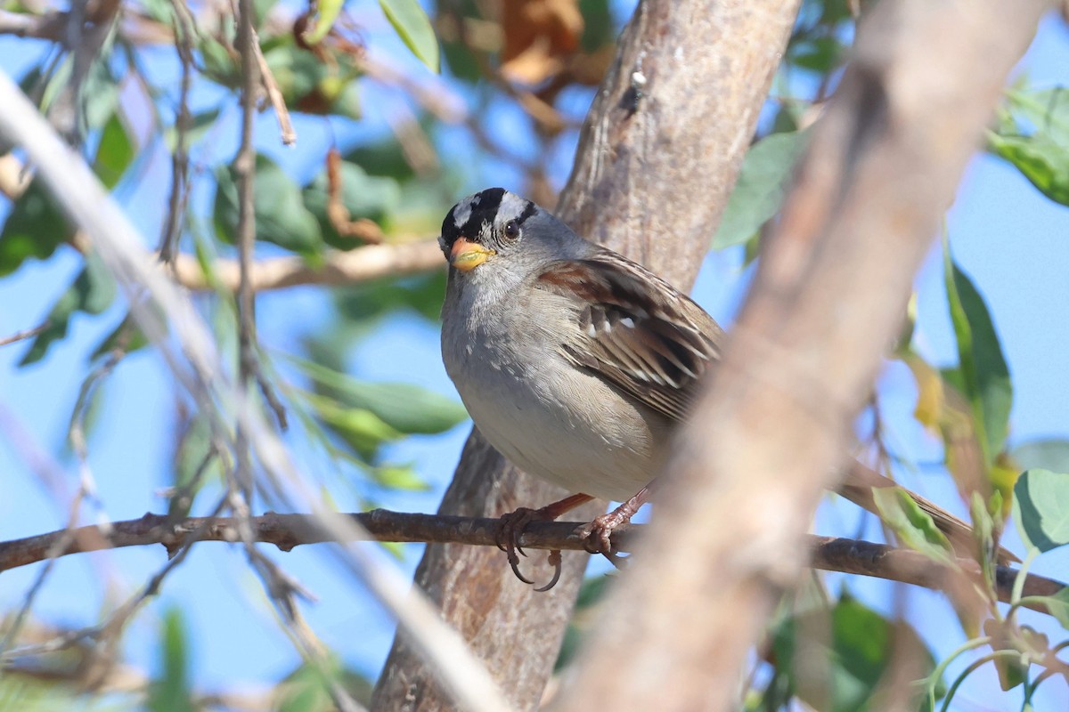 גיבתונית לבנת-כיפה - ML644677535