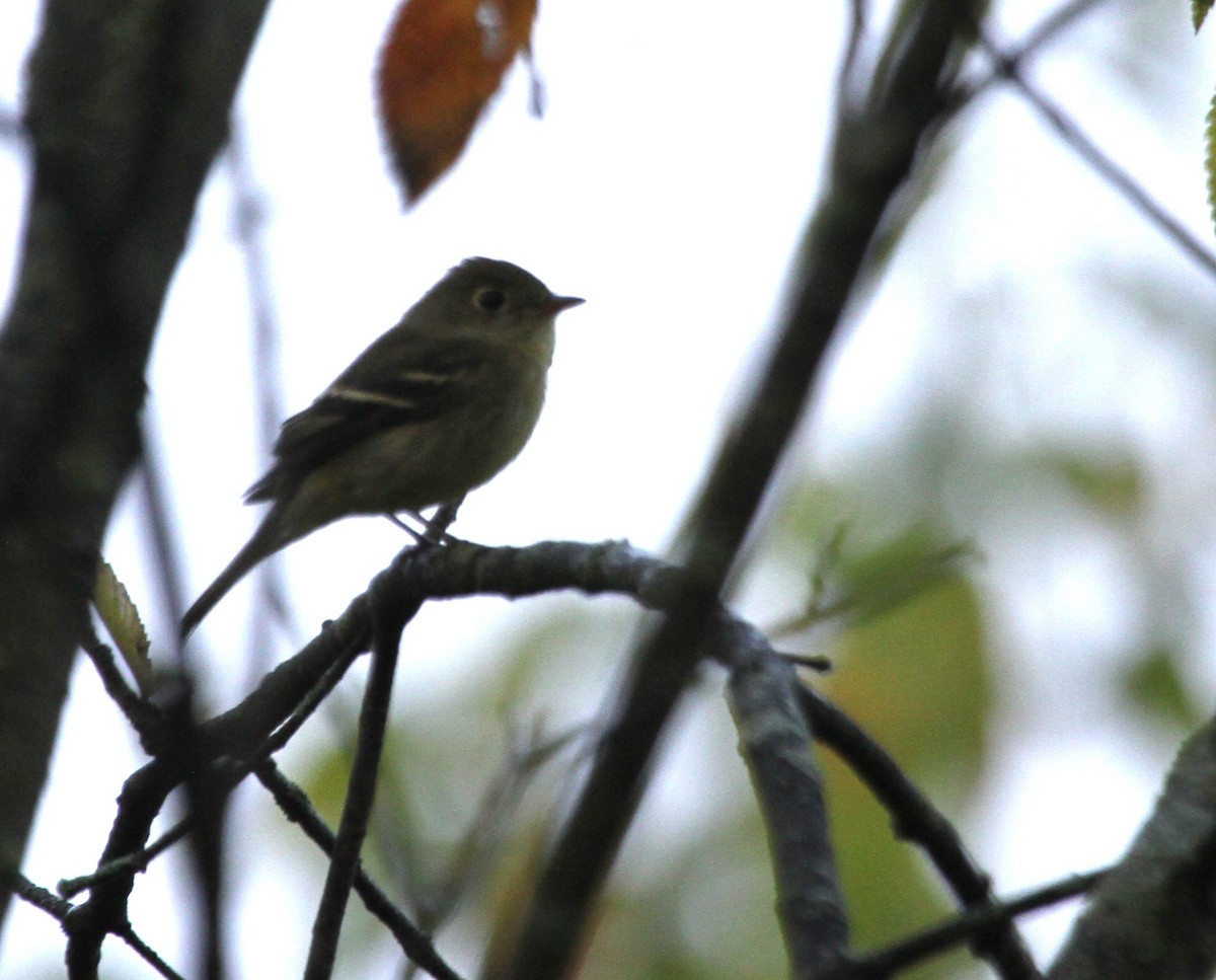 חטפית זעירה - ML644677536