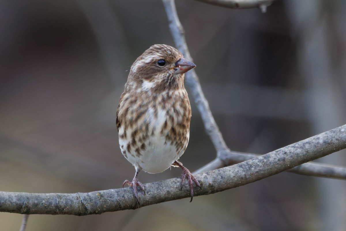 Purple Finch - ML644677537