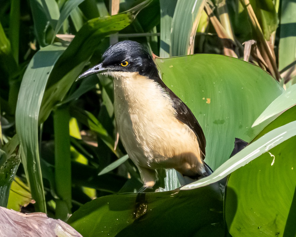 Black-capped Donacobius - ML644677538
