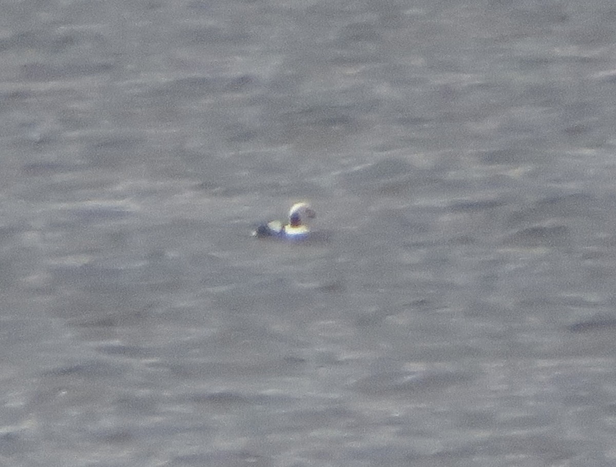 ברווז קרח - ML644677540