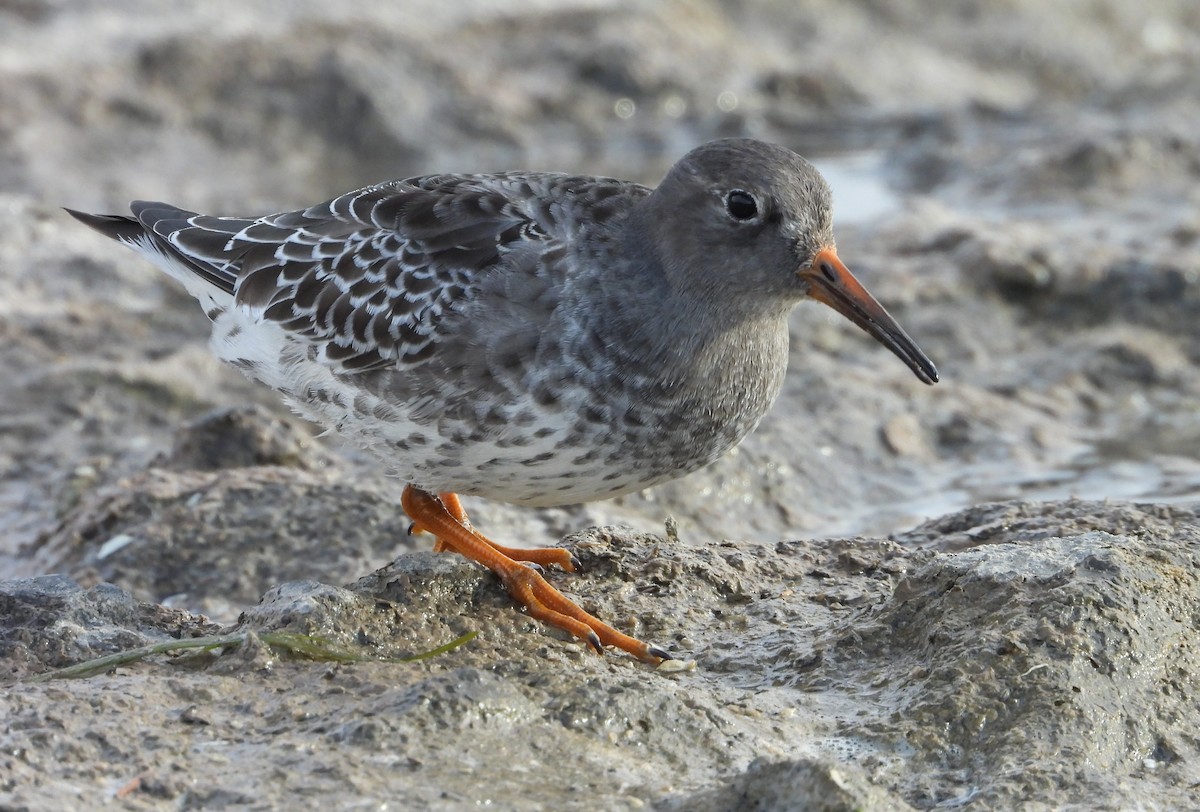 חופית ימית - ML644677541