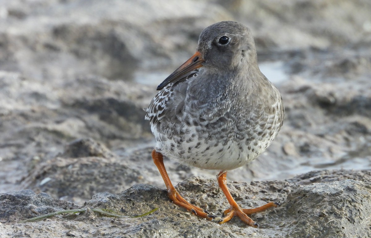 חופית ימית - ML644677542