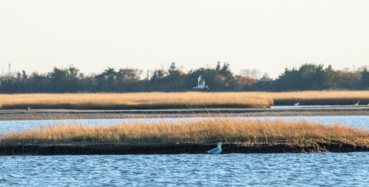 שחף ימי - ML644677544