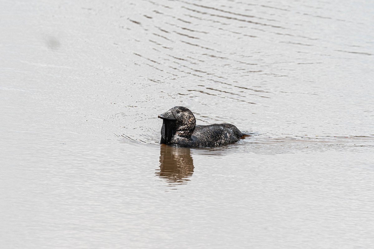 Musk Duck - ML644677545