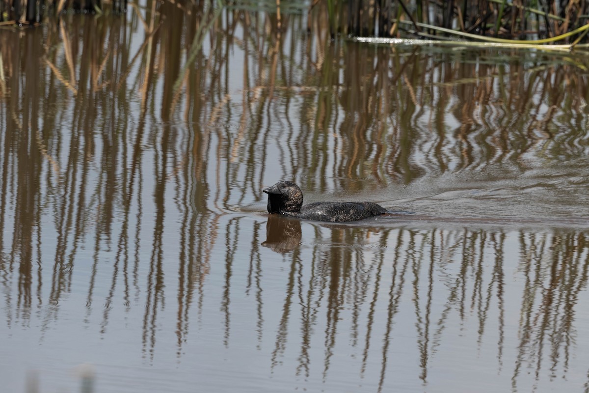 Musk Duck - ML644677546