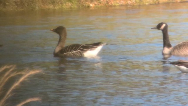 husa tundrová - ML644677547