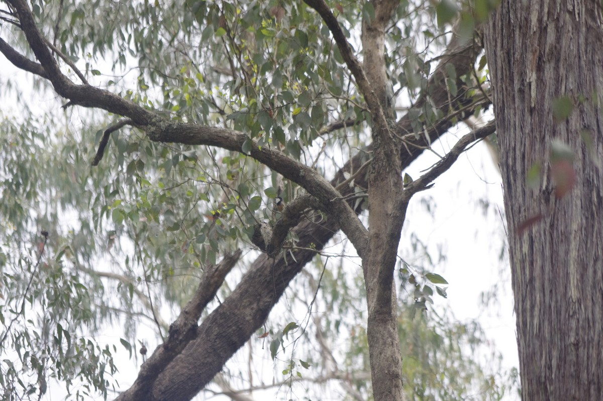 Rufous Whistler - ML644677548