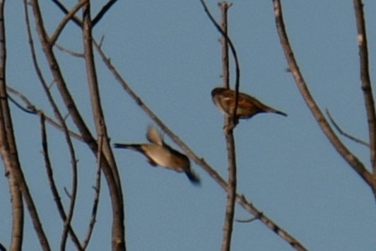 דרור הבית - ML644677549