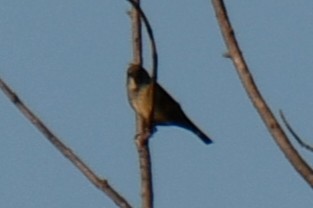 דרור הבית - ML644677550