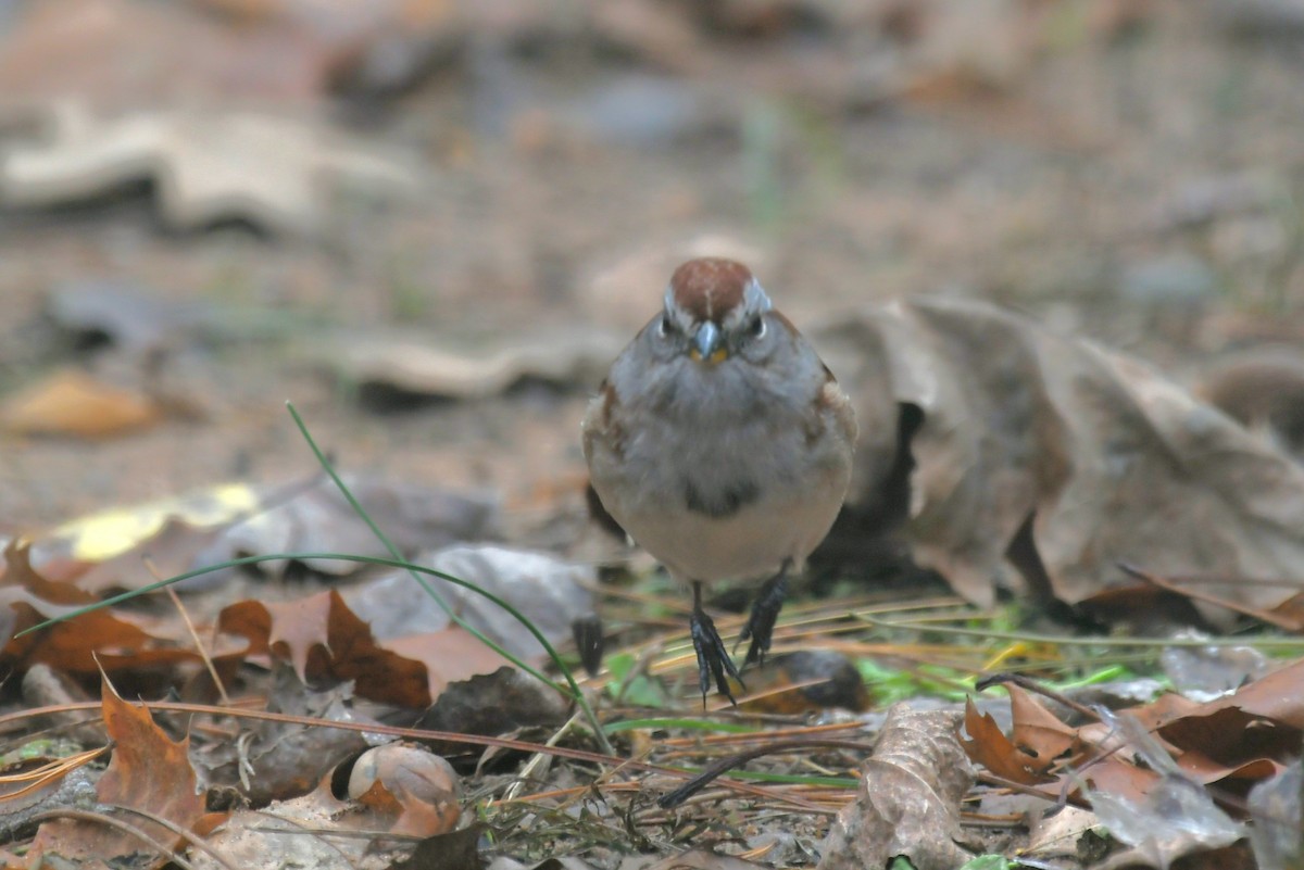 American Tree Sparrow - ML644677551