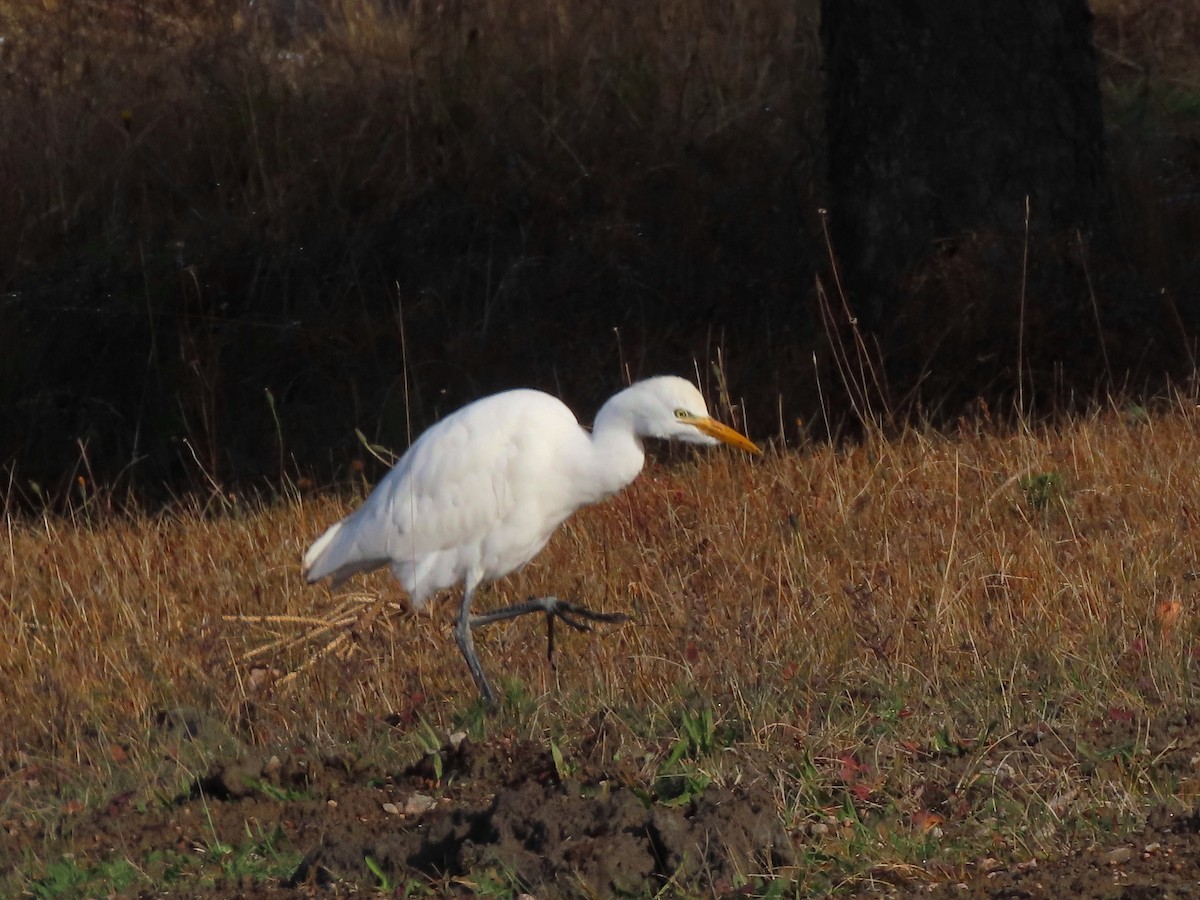 Western Cattle-Egret - ML644677552