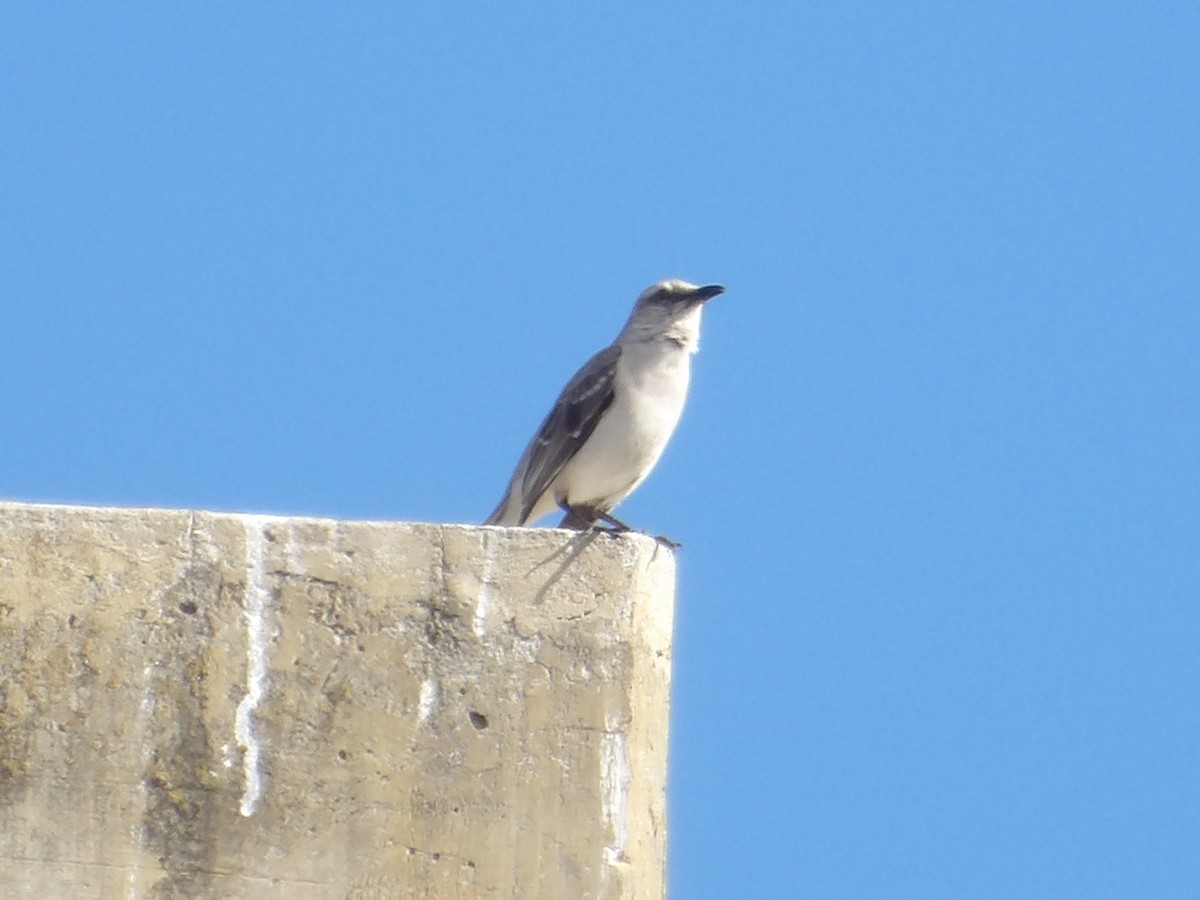 Tropical Mockingbird (Southern) - ML644677553