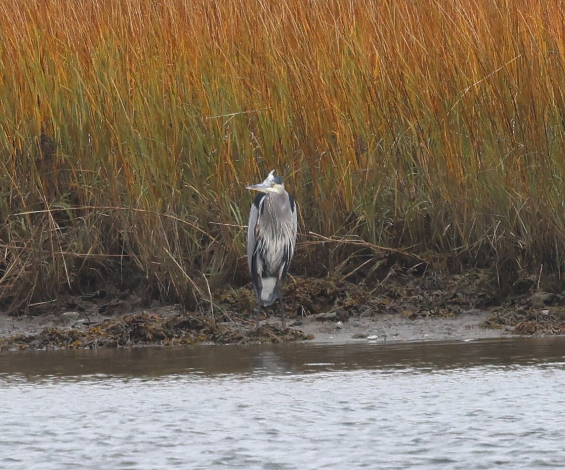 אנפה אמריקנית - ML644677554