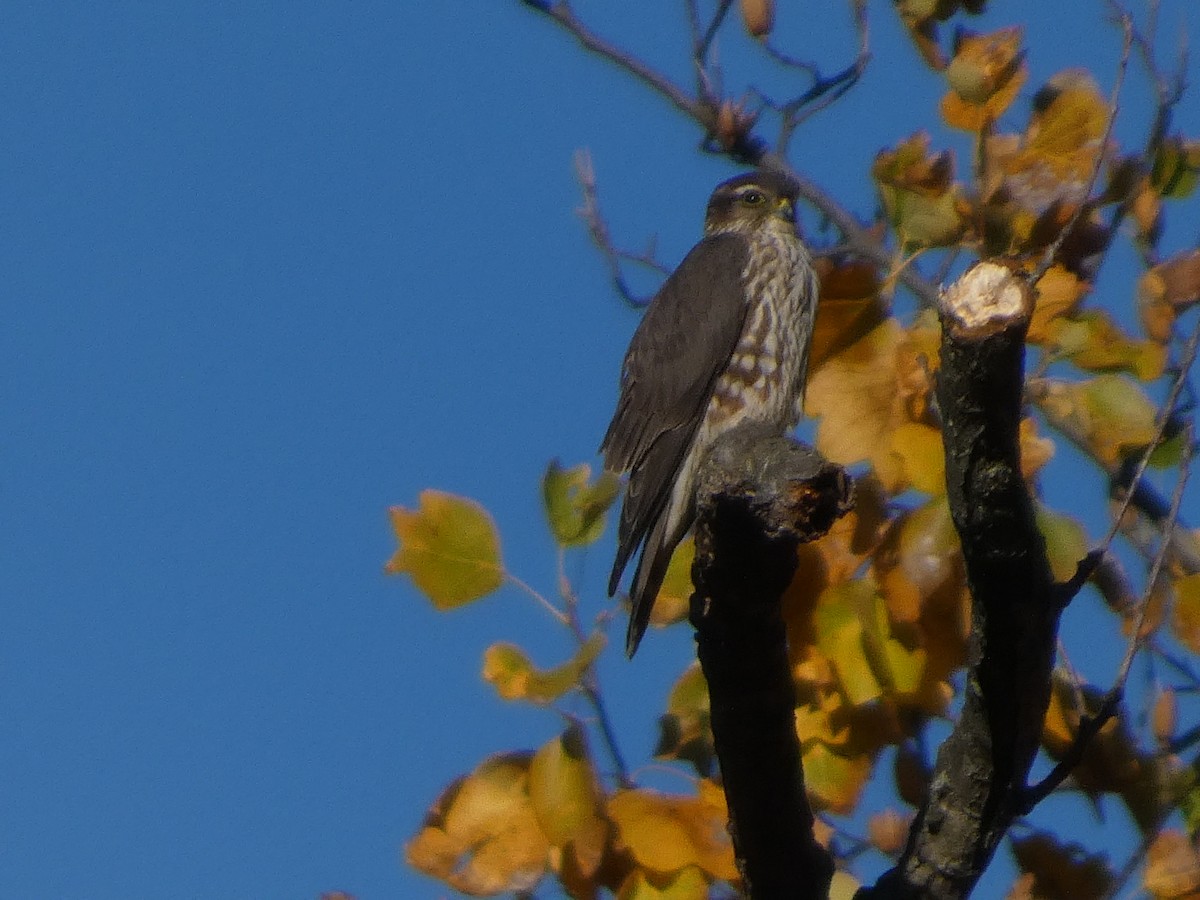 Підсоколик малий - ML644677560
