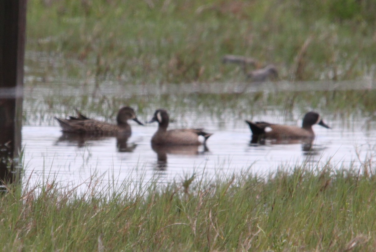 Blue-winged Teal - ML644677561