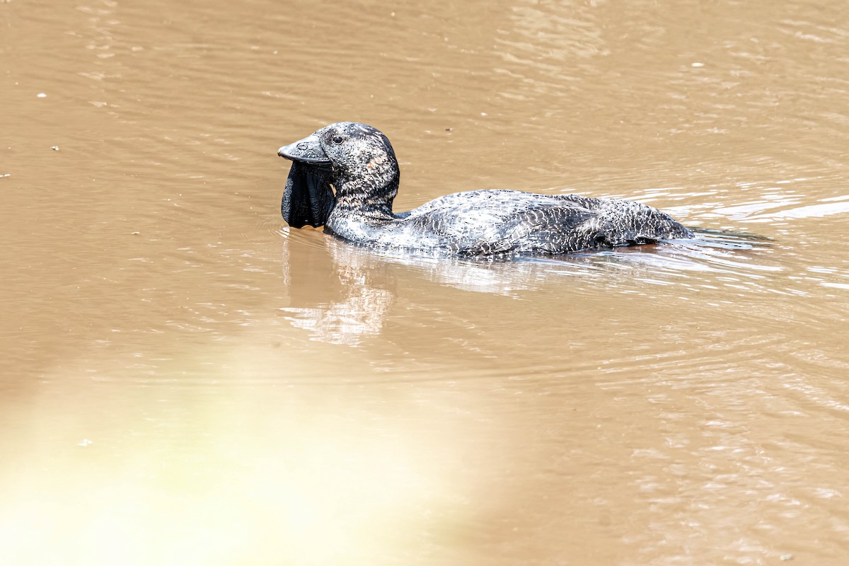 ニオイガモ - ML644677562