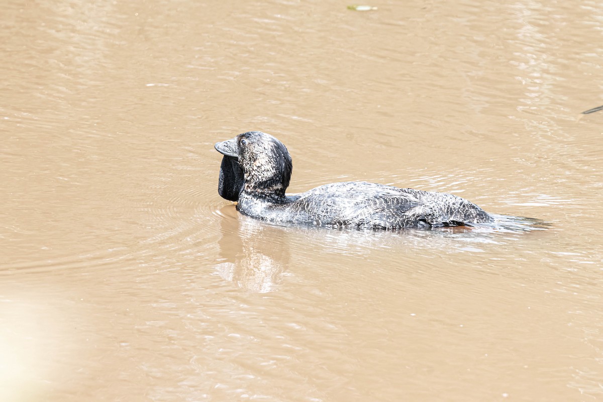 ニオイガモ - ML644677563