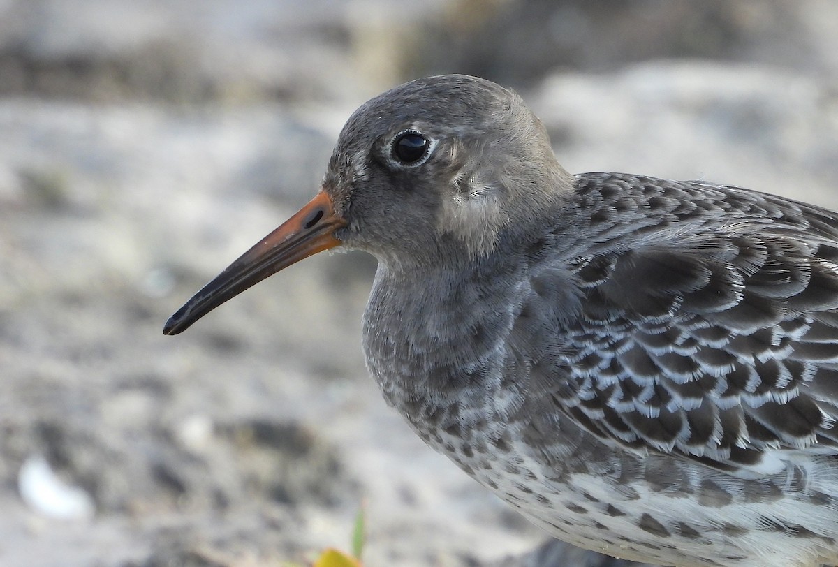 Purple Sandpiper - ML644677569