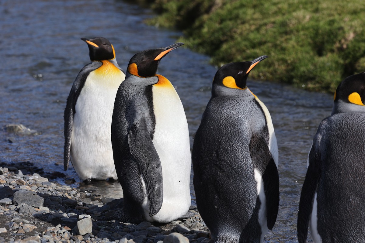 kongepingvin - ML644677580